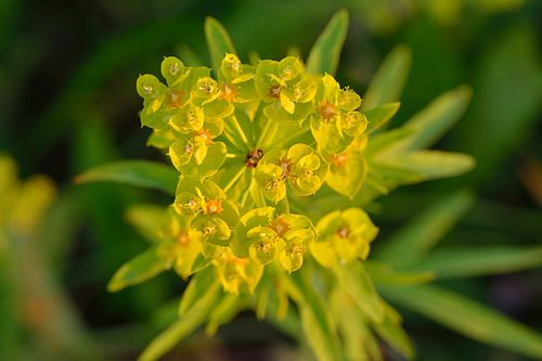 Euphorbia esula